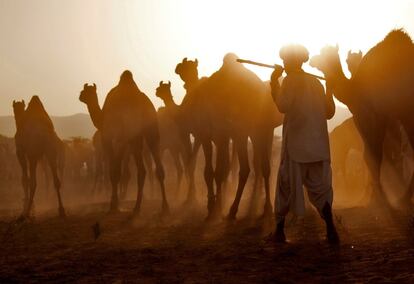Un comerciante llega con sus camellos a la Feria de Pushkar, en el estado de Rajastán (India).