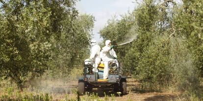 Dos trabajadores fumigan con abono líquido olivos en Pilas (Sevilla).