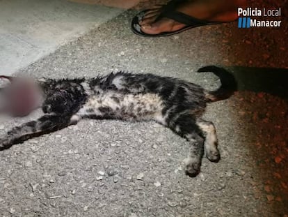 Los restos del gato torturado en Manacor (Mallorca).