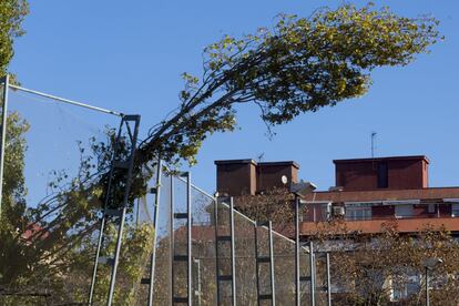 Les ratxes de vent han provocat la caiguda d'arbres a la zona circumdant al centre esportiu municipal de Can Dragó, a Nou Barris (Barcelona).