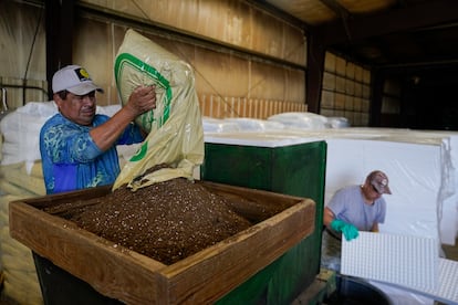 Un trabajador mexicano en una granja en Kentucky, en marzo de 2024.