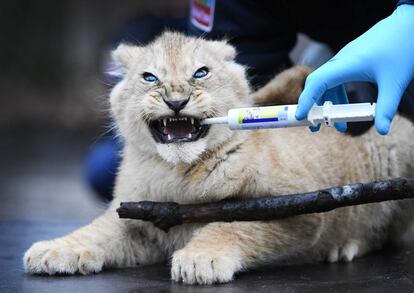 Un cachorro de león recibe una vacuna contra la enfermedad de los gatos y los estornudos en el zoológico de Burgers, en Arnhem, en los Países Bajos.