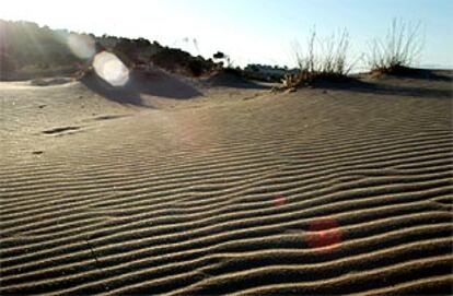 Las dunas de la playa de El Carabasí, en Santa Pola.