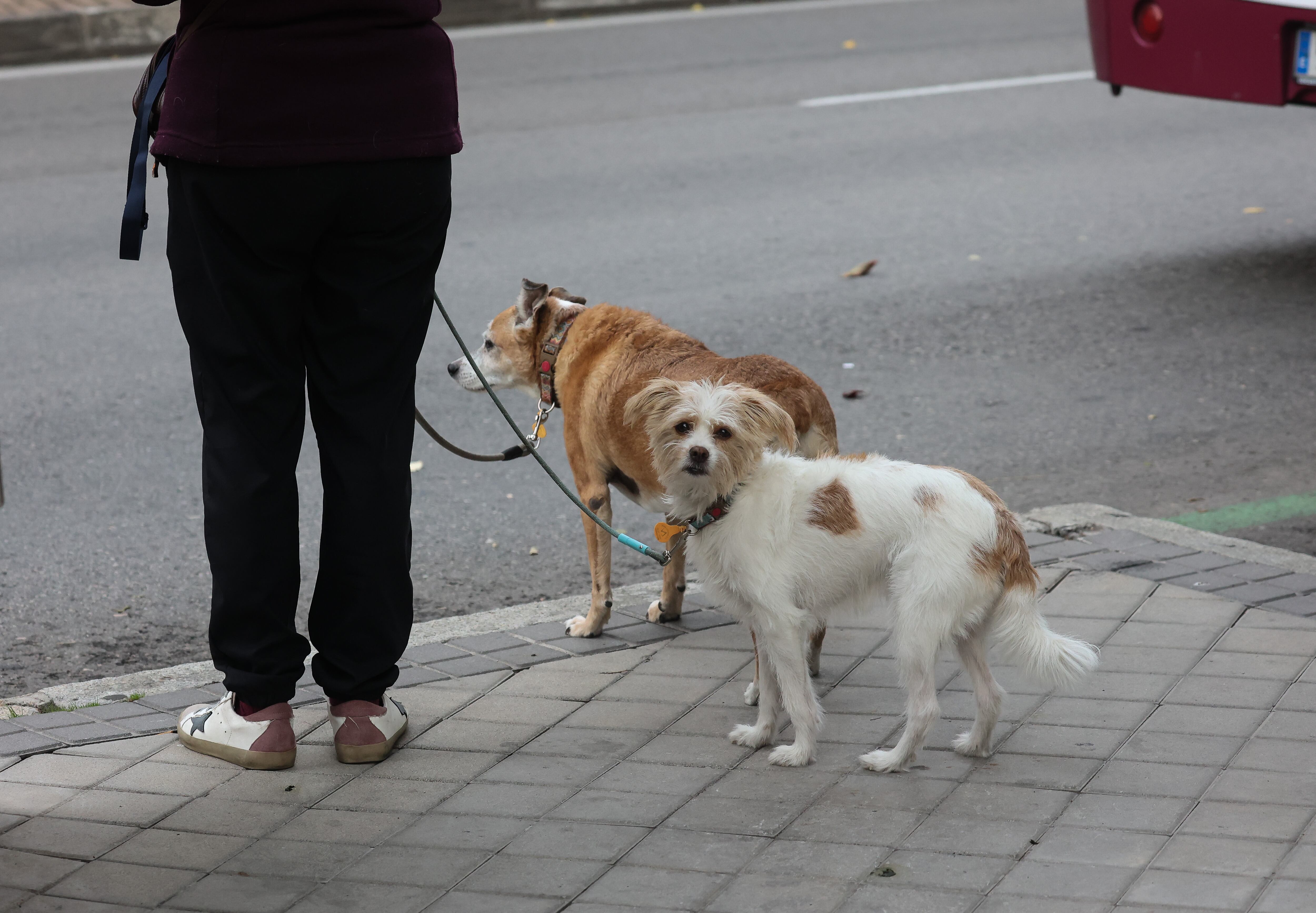 Una mujer pasea a sus dos perros por el centro de Madrid.