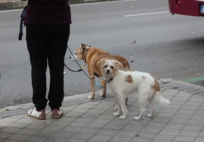 Una ciudadana paseando a sus dos perros por el centro de Madrid.
