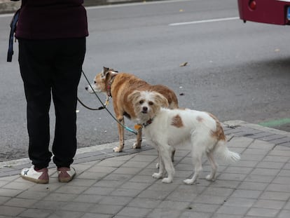 Una ciudadana paseando a sus dos perros por el centro de Madrid.