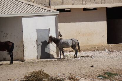 Un caballo al que se le marcan las costillas atado al sol.