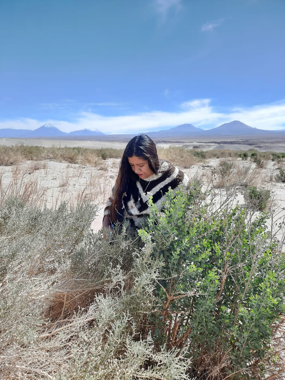 Patricia Lorena Pérez recolecta plantas en el desierto de Atacama. Imagen proporcionada por el restaurante Boragó.