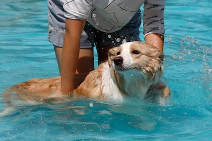 Un hombre y su perro disfrutando de un día en la piscina.