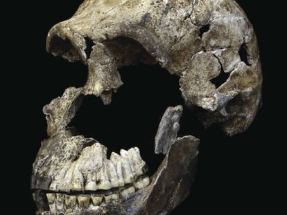 Cráneo del 'Homo naledi'
