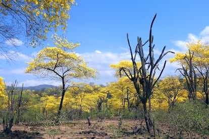 Hidden in this yellow guayacan forest, dominant in large arid areas of Ecuador, is one of the most diverse floras on the planet.