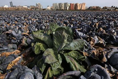 La huerta de Valencia y al fondo el avance de los edificios.
