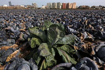 La huerta de Valencia y al fondo el avance de los edificios. 