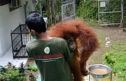 Os orangotangos de Bornéu estão ameaçados pela produção de óleo de palma.