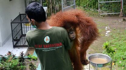 Os orangotangos de Bornéu estão ameaçados pela produção de óleo de palma.
