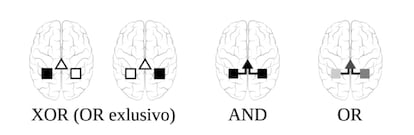 En el modelo, el cerebro puede emplear dos circuitos (representados con cuadrados) ubicados en cada hemisferio para resolver una tarea cognitiva. Estos circuitos pueden operar por separado, o coordinándose a través de una estructura mediadora (representada por un triángulo). A continuación, se calculan los beneficios y los costes aportados por la tarea cognitiva, según se use una u otra estructura. De izquierda a derecha: si sólo se usa un hemisferio, el cálculo toma la forma de una función booleana XOR; si se emplean ambos circuitos, la de un AND; los casos intermedios de actividad en ambos circuitos se corresponden a un OR.