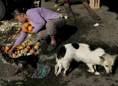 Una mujer revuelve entre productos podridos en un mercado de frutas y vegetales del centro de Buenos Aires.