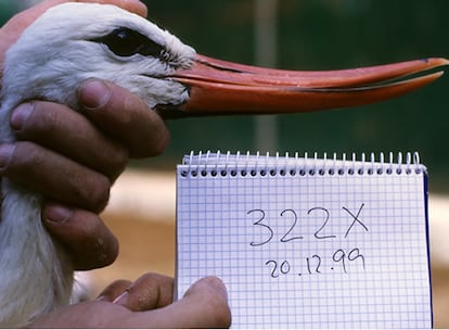 Tres especies de animales han sido estudiadas como indicadores del estado de la vida salvaje en la zona tras el vertido: el cangrejo rojo americano, cuya abundancia se vio gravemente afectada por el impacto inicial y se recogieron 170 kilos de especímenes muertos, la cigüeña blanca y la nutria americana, que también se ha empleado como indicador en otros desastres, como el del Exxon Valdez por su carácter de depredador. En el caso de la cigüeña, el registro histórico de sus poblaciones desde 1973 facilitó su estudio como indicador de la calidad ambiental.  Los niveles de metales pesados en el organismo de los animales va disminuyendo progresivamente, aunque la estabilización de algunos elementos, como el cadmio, podría señalar una fuente de contaminación diferente al vertido.