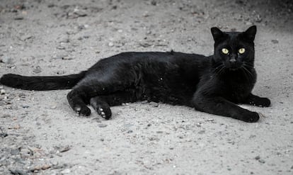 Los gatos callejeros que tienen cortado el pico de una de sus orejas son los que ya están esterilizados.