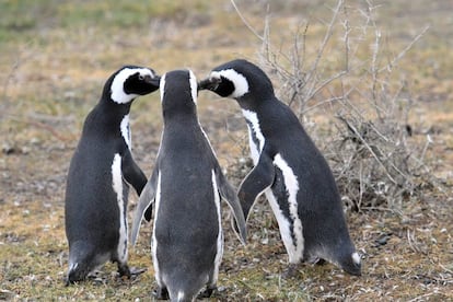 En todas las especies animales hay tríos. No se sientan tan culpables.