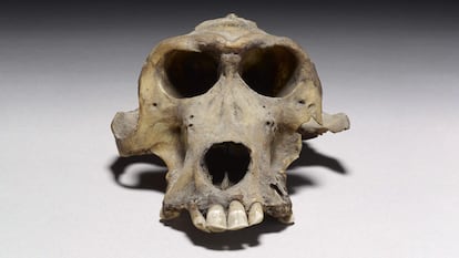 Uno de los cráneos de babuino de hace 3.300 años que ayudaron a determinar la ubicación del reino de Punt. / Museo Británico.