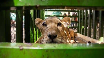Uno de los leones rescatados de Sudán.