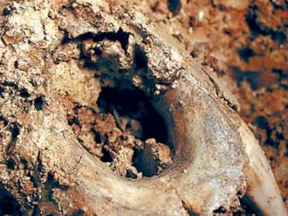 Fragmento de cráneo de oso de la Sima de los Huesos (Atapuerca).