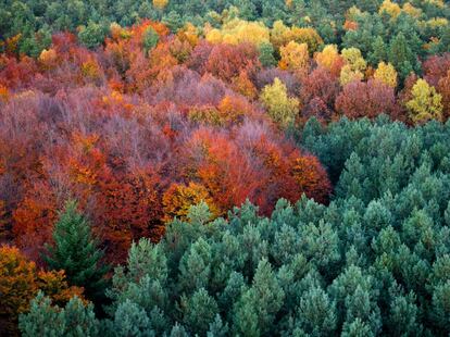 Los árboles se tiñen de color en las montañas de Rauen en Alemania, el 24 de octubre de 2013.