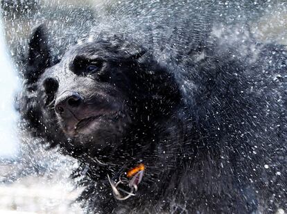 Un perro sacude su cuerpo despus de nadar en el lago Ammersee, cerca de Mnich (Alemania), el 22 de junio.
