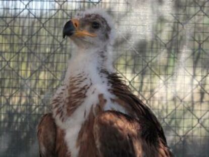 Cría de águila imperial ibérica nacida en cautividad en Toledo.