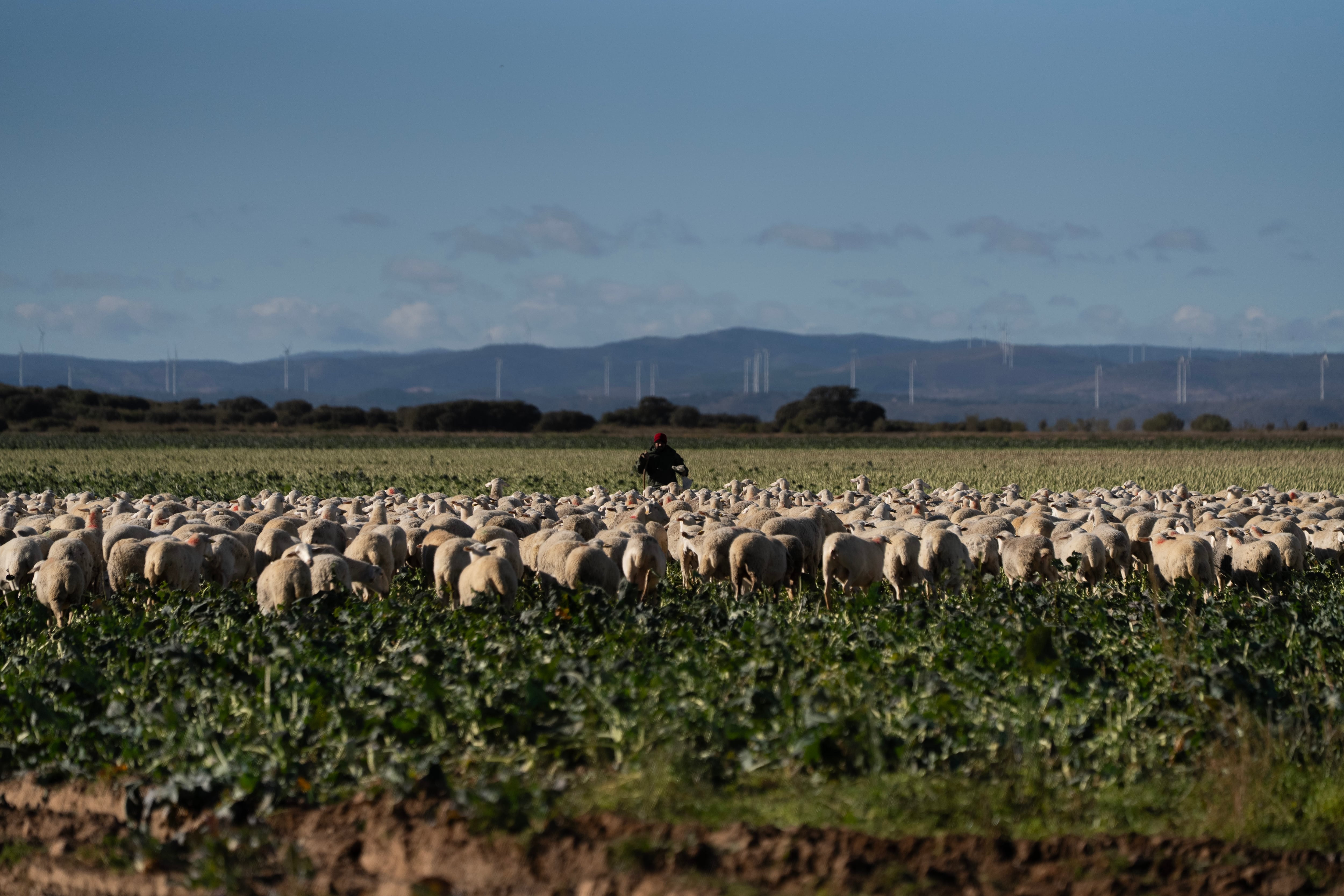 Las ovejas de raza manchega incluyen en su dieta plantas aromáticas que se dan en la finca Dehesa de los Llanos.