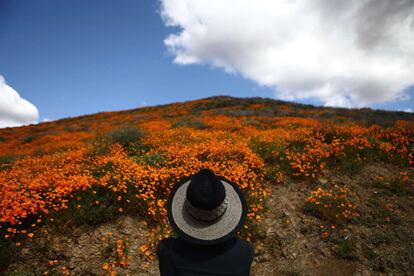 Una mujer contempla la floración de amapolas salvajes que cubren las colinas de Walker Canyon el 12 de marzo de 2019 cerca del lago Elsinore, California, EE.UU.