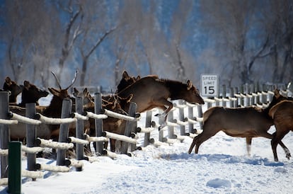 During the lockdown, large mammals easily crossed highways.