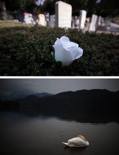 Una flor junto a las lápidas de un cementerio de Pekín, China. / Un cisne en el lago Weissensee cerca de Füssen, Alemania.