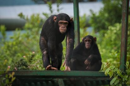 El equipo del CRPL está diseñando ahora mismo un programa para que los primates que consigan rehabilitarse psicológicamente de la separación de sus familiares y estén sanos sean reintroducidos en los espacios naturales del Congo y puedan relacionarse con otros grupos en libertad.