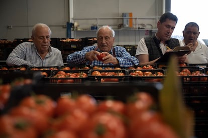 Unos hombres examinaban tomates el 25 de mayo en la alhóndiga de Mazarrón (Murcia).