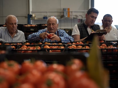 Unos hombres examinaban tomates el 25 de mayo en la alhóndiga de Mazarrón (Murcia).