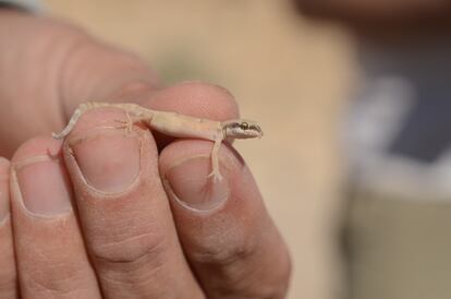 Gecko de Natterer ('Tropiocolotes nattereri').