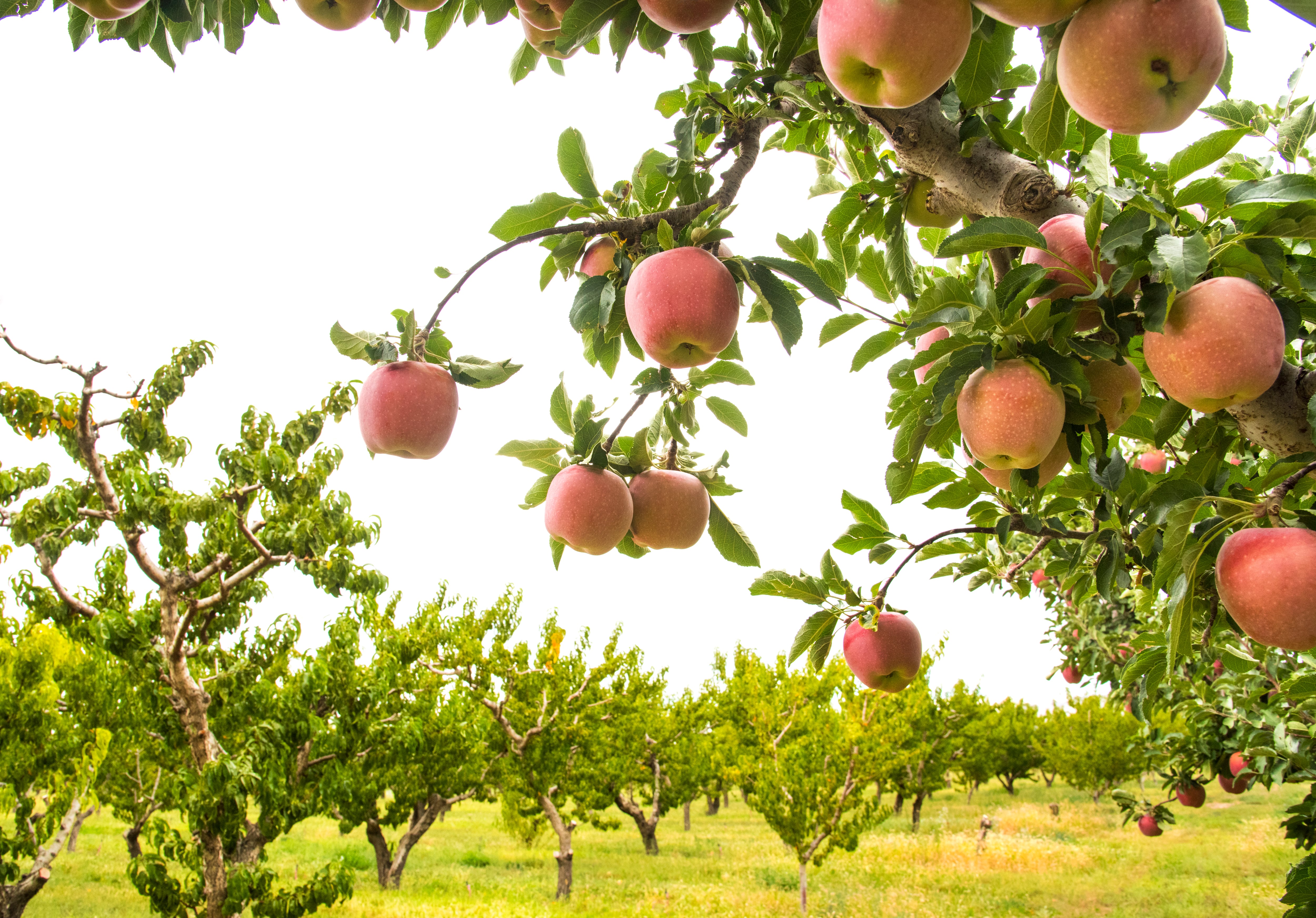 Las manzanas del fin del mundo: los alimentos que pueden salvar a la humanidad