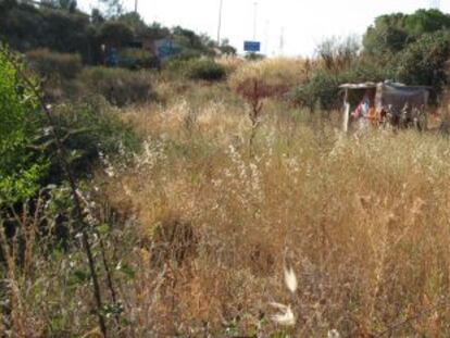 Chabola localizada junto a la plantación de marihuana.