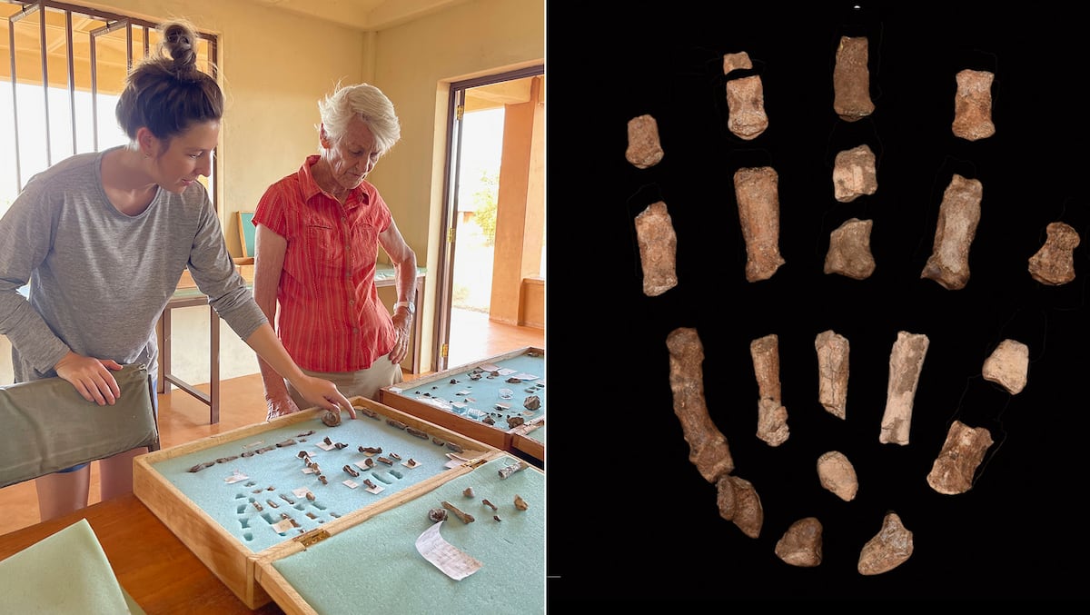 Fossils found in Kenya shed light on the origin of human hands