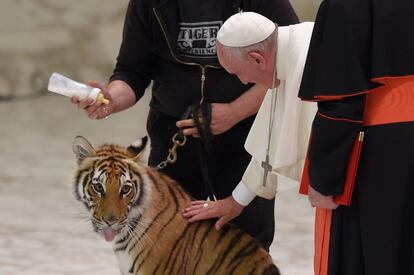 El papa Francisco acaricia un cachorro de trigre.