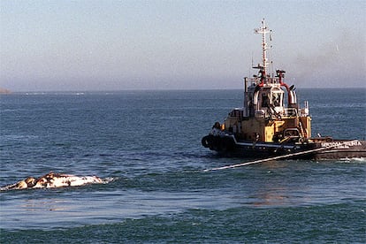 El remolcador de  Vigo <i>Sertosa Trenta</i> da la vuelta con la ballena, tras no autorizarse inicialmente su entrada al puerto de  Bermeo.