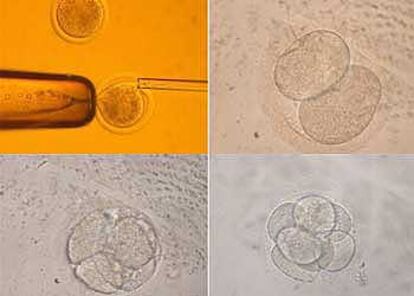 El momento de la transferencia nuclear y el embrión clonado en las fases de dos, cuatro y ocho células.