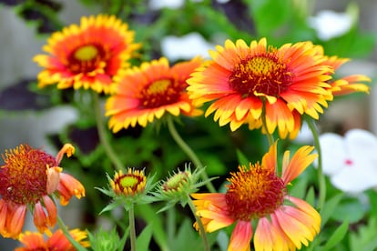 Los colores cálidos de la gallardía americana.