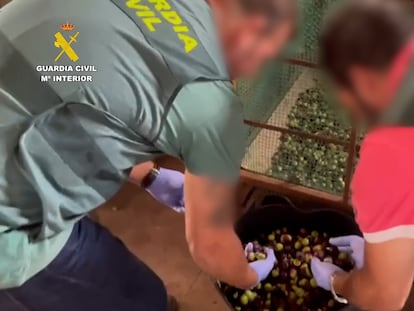 Incautadas 74 toneladas de aceitunas robadas en plena cosecha y con el precio disparado