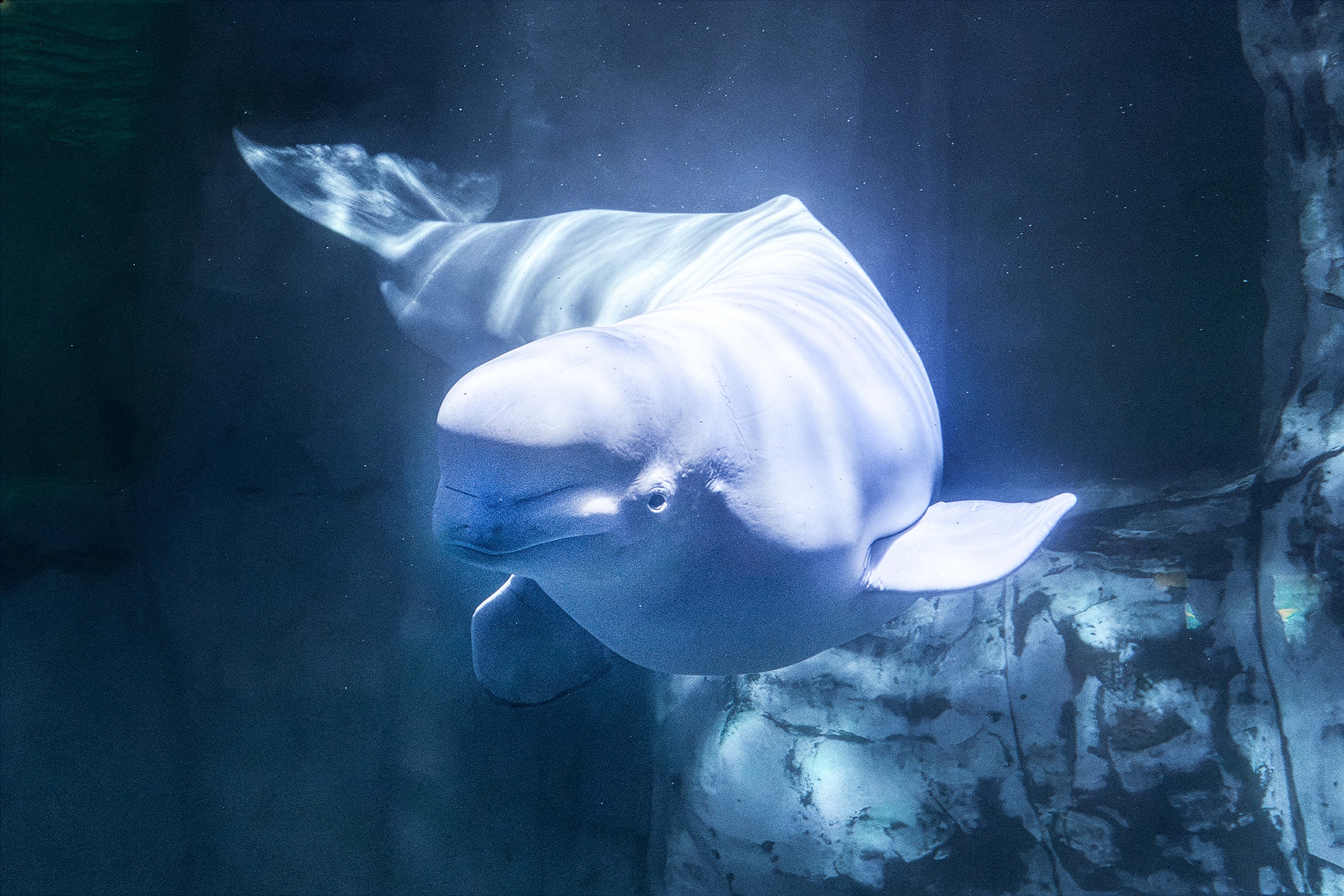 Muere de forma repentina en el Oceanogràfic una de las belugas rescatadas de Canadá