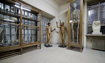 El esqueleto de Pedro Antonio Cano, en el Museo de Anatomía Javier Puerta, en Madrid.