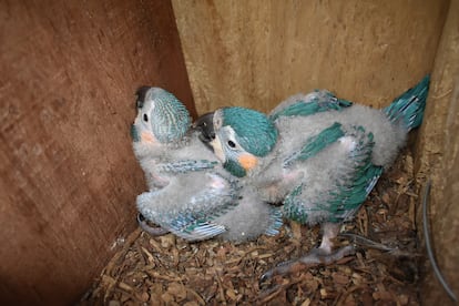Las palomas tardan 90 días en abandonar el nido.