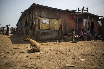 Un perro intenta ahuyentar las pulgas mientras unas niñas preparan la comida sentadas en la puerta de sus chabolas en Freetown, Sierra Leona.
